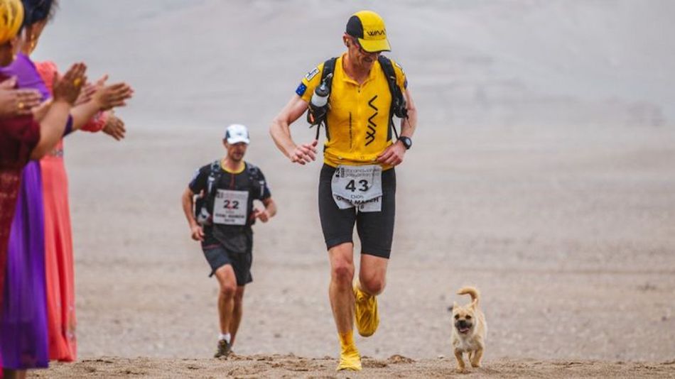 The Best Dogs for Distance Runners Runner's Tribe