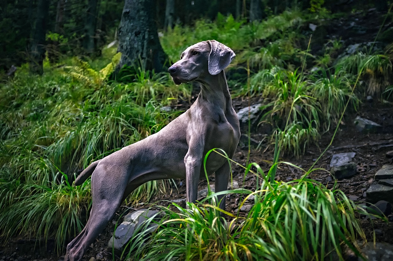 The Best Dogs for Distance Runners Runner