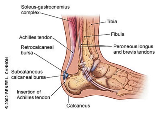 Achilles Tendon (Human Anatomy): Picture, Function, Diseases, Tests, and  Treatments